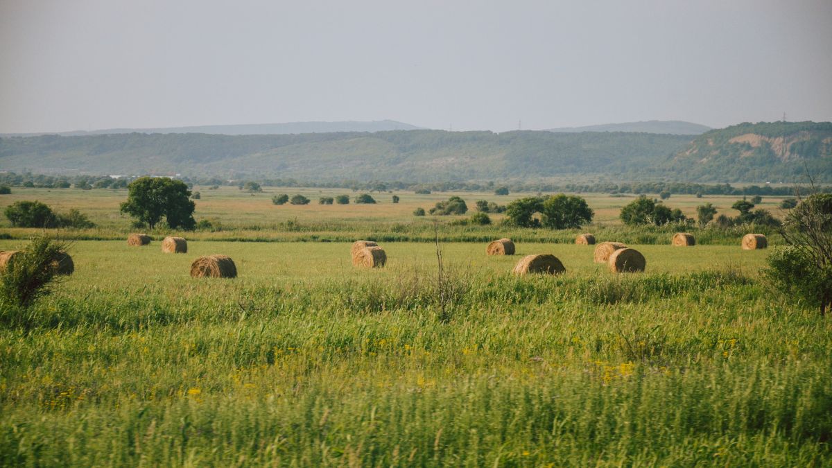 Fotovoltaico, tetti agricoli, energia rinnovabile